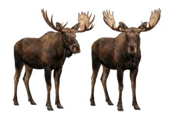 Two male moose standing with large antlers isolated on white background