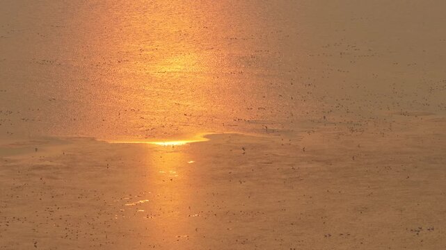 Migratory birds in Poyang Lake, China