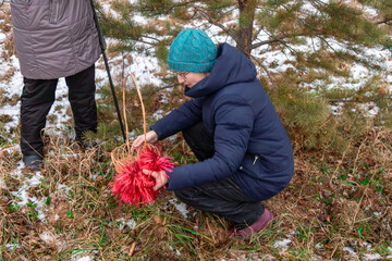 Woman in blue jacket pulls out of red tinsel from basket next to a Christmas Tree in a winter forest, ready to decorate. Love for nature and sustainable living concept.