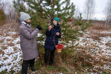 Woman and older woman decorating live Christmas tree in forest. Family tradition of Christmas tree decoration. Festive winter holiday activity.