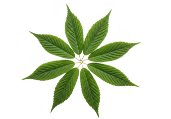 A symmetrical arrangement of green leaves forming a circular pattern isolated on white background