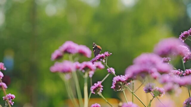 Tortoiseshell butterfly on pink verbena bonariensis flowers, calm meadow Europe