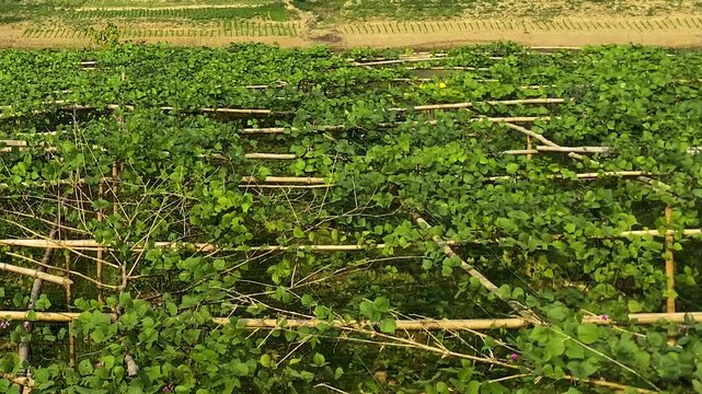 Hyacinth Bean Growing In Rural Bangladesh - Panning Shot