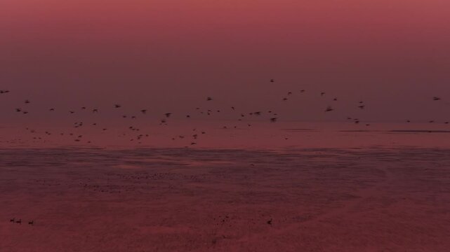 Migratory birds in Poyang Lake, China