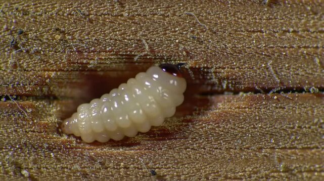 White larva on wood surface with a dark head, for insect anatomy and biological studies