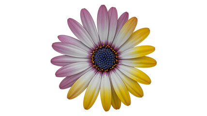 Colorful daisy flower with gradient petals isolated on white background
