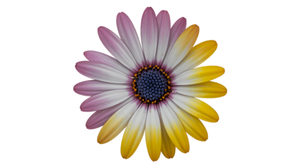 Colorful daisy flower with gradient petals isolated on white background
