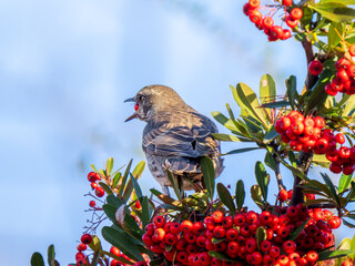 ピラカンサとツグミ