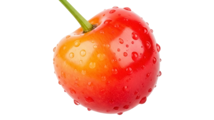Isolated Rainier cherry showing water droplets, yellow and red gradient, with stem attached