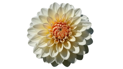 Isolated flower head of elegant pale dahlia with peachy center in full bloom, no background