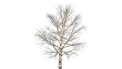 Isolated birch tree with bare branches against a bright background, winter season scenery © Sergiu