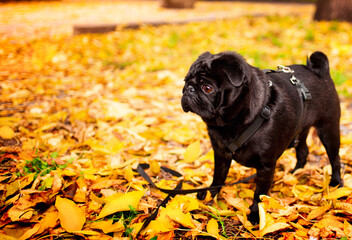Black pug dog standing sideways in yellow leaves. He has a harness and leash. Dog training. The dog looks to the side with concentration. The photo is horizontal and blurred