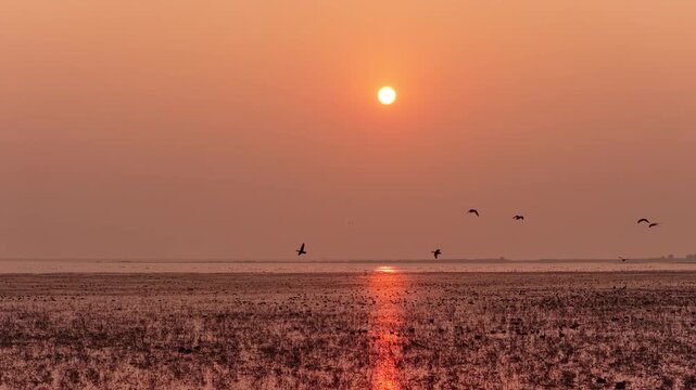 Migratory birds in Poyang Lake, China