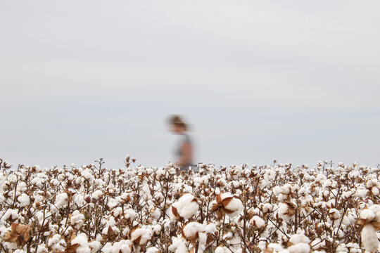 Cotton field with white and fluffy cotton bolls with a blurry figure of a woman.