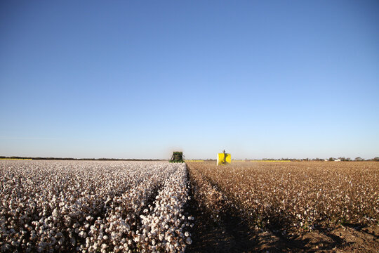 Vast cotton field under a clear blue sky at harvest