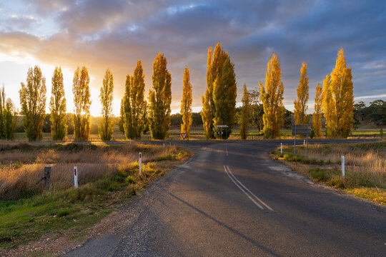 A dramatic sunset behind a row of golden poplar trees along a country roadside