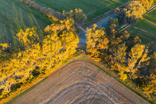 Aerial view of golden light on gum trees at the corner of a farm paddock