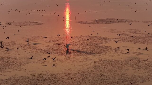 Migratory birds in Poyang Lake, China
