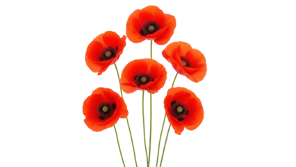 Vibrant red poppy flowers isolated PNG, bouquet of summer wildflowers on transparent background for graphic design and botanical projects