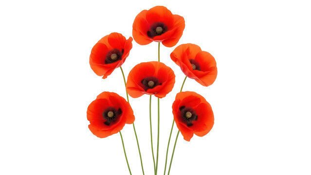 Vibrant red poppy flowers isolated PNG, bouquet of summer wildflowers on transparent background for graphic design and botanical projects