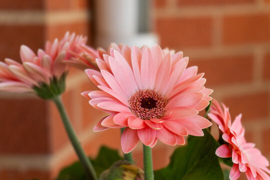 Pink Gerberas