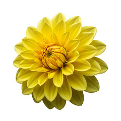 Bright yellow sunflower blossom
