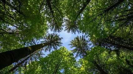Fototapeta premium Looking up through lush green canopy of trees towards a blue sky