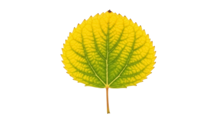 Isolated yellow leaf with green veins, transitioning autumn color, tree foliage, single
