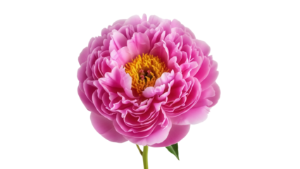 Pink peony flower isolated PNG on transparent background, beautiful blossom with yellow center for design and decoration use