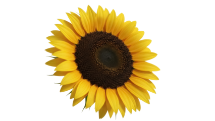 Isolated sunflower blossom, blooming in bright yellow, summer season, floral beauty