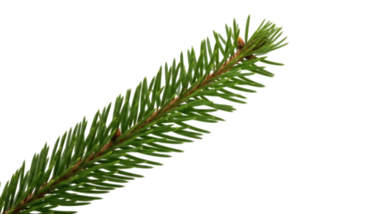 Isolated fir branch with needles, small brown cones, natural element for floral designs