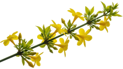 Isolated Winter Jasmine branch with leaves and yellow flowers in bloom, a delicate garden plant