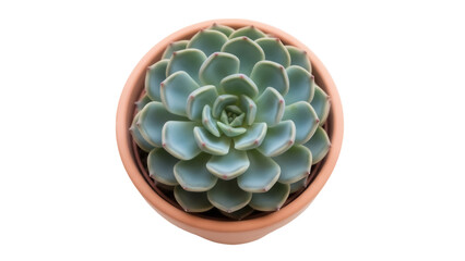 Obraz premium Echeveria succulent in terracotta pot isolated PNG, rosette-shaped plant with fleshy leaves for indoor gardening and decoration