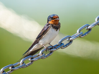 鎖にとまるツバメ