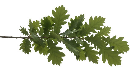 Oak tree branch with green leaves isolated PNG, foliage with jagged edges on transparent background, natural element for graphic design © Freya