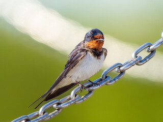 鎖にとまるツバメ