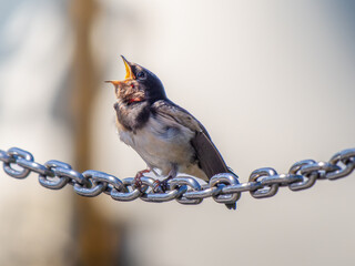 鎖にとまるツバメ