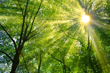 緑の森　太陽光