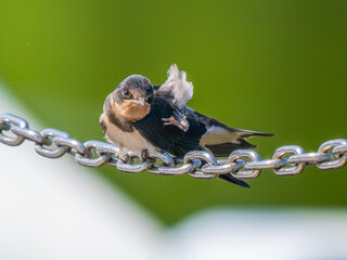 鎖にとまるツバメ