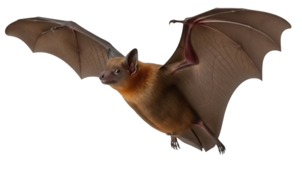 Brown flying fox PNG isolated on transparent background, fruit bat with spread wings, nocturnal mammal, wildlife animal