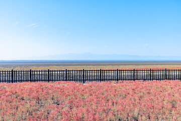 秋の東与賀海岸シチメンソウ群生地　佐賀県佐賀市　Autumn in Higashiyoga Coast, a colony of Japanese quince. Saga Pref, Saga City.