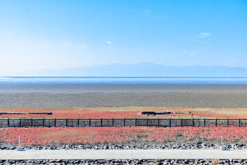 秋の東与賀海岸シチメンソウ群生地　佐賀県佐賀市　Autumn in Higashiyoga Coast, a colony of Japanese quince. Saga Pref, Saga City.