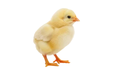 Fotobehang Kip Adorable yellow chick PNG isolated on transparent background, cute baby chicken for Easter and spring designs, domestic fowl  © Hughes