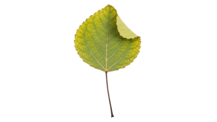 Isolated aspen leaf turning yellow with curled edge showing fall color change in the autumn season