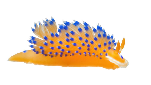 Vibrant orange and blue nudibranch isolated PNG, sea slug on transparent background for marine biology and educational use