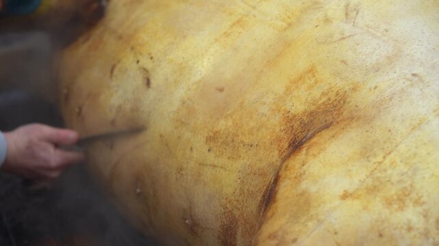 pig. pig sacrificed in the Ignatian period. pig sacrificed in the traditional way covered with straw. detail. 4k video.