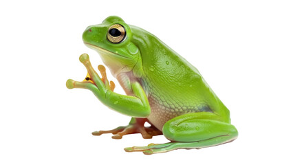Obraz premium Bright green tree frog isolated PNG on transparent background, amphibian with smooth skin and large eyes for wildlife and nature designs
