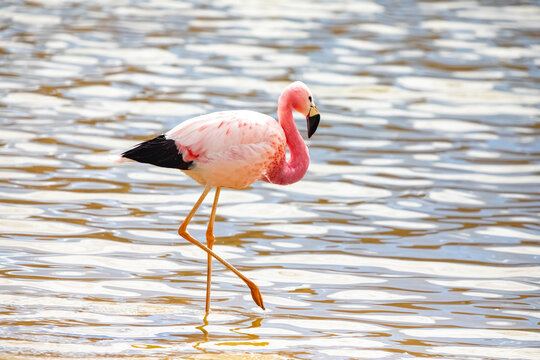 Andean flamingo wading in a lake in Antofagasta Chile