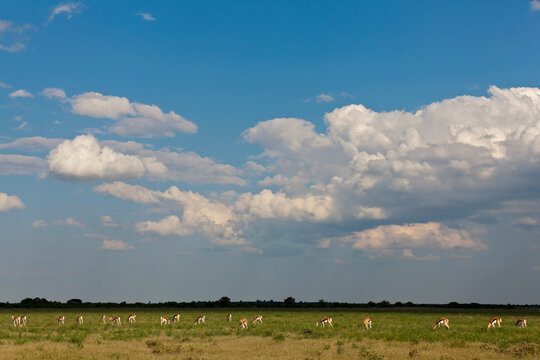 Springbok antelopes grazing in Central Kalahari Game Reserve Botswana