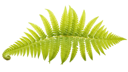 Fresh green fern frond isolated PNG on transparent background, vibrant foliage for botanical design and naturalistic compositions